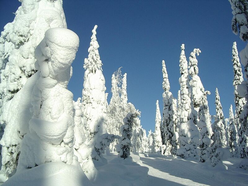 File:Snow-covered fir trees.jpg
