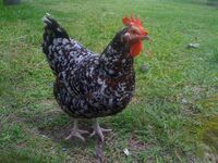 Speckled Sussex Chicken.jpg