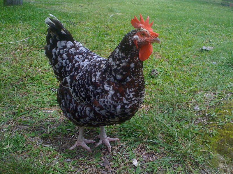 File:Speckled Sussex Chicken.jpg
