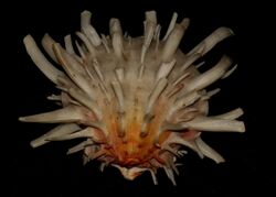 Spondylus americanus.jpg