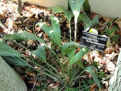 Stelestylis surinamensis - Jardin Botanique de Lyon - DSC05405.JPG