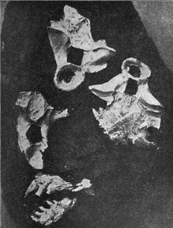 Stephanospondylus bones Stappenbeck.jpg