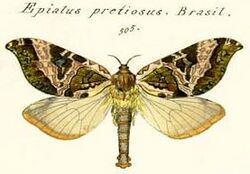 Sthenopis pretiosus - Herrich-Schaffer - 1856.jpg