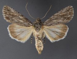 Sympistis major.jpg