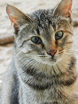 A tabby cat with a third, translucent eyelid covering part of either eye