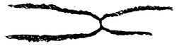 Tetragraptus approximatus (Nicholson).jpg