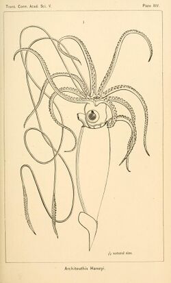 The cephalopods of the north-eastern coast of America BHL11826547.jpg