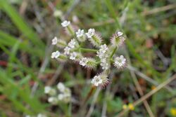 Torilis leptophylla kz1.jpg