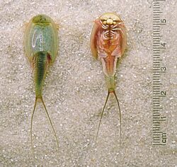 Triops-longicaudatus-dorsal-ventral-edit2.jpg