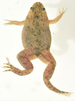 Xenopus victorianus 71091608.jpg