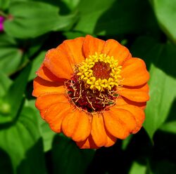 Zinnia elegans 3.jpg