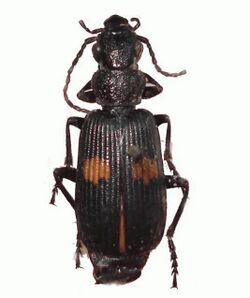 ZooKeys - Macrocheilus niger.jpg