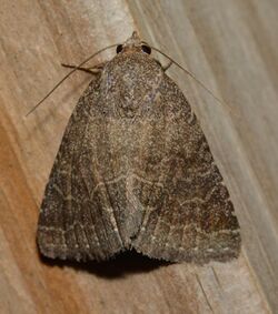 - 8679 – Matigramma pulverilinea – Dusty Lined Matigramma Moth (ID thanks to Paul Dennehy and Ann Hendrickson) (29542160357).jpg