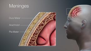 3D Medical Illustration Meninges Details.jpg