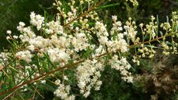 Acacia linifolia flowers (6872824914).jpg