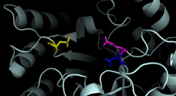 Active Site of Dispersin B.png