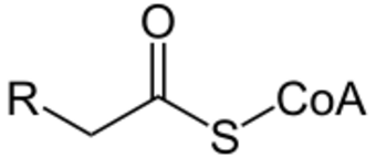 Acyl-CoA2.svg