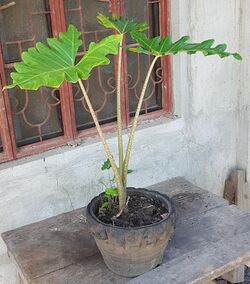 Alocasia portei (Philippines).jpg