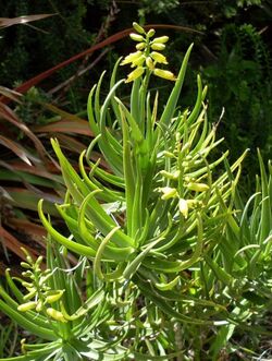 Aloe tenuior - rare var viridiflora - Suurberg Shale Fynbos 1.jpg