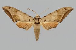 Ambulyx lahora BMNHE813945 male up.jpg