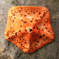 Ambush starfish (Stegnaster inflatus).jpg