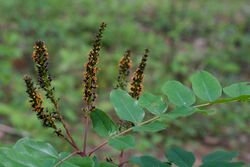 Amorpha nitens.jpg