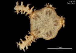 Amphiura grandisquama (MNHN-IE-2013-10335) 03.jpg