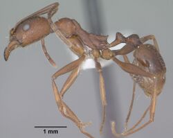Aphaenogaster texana casent0102827 profile 1.jpg