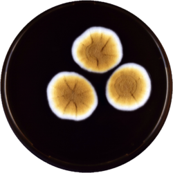 Aspergillus dimorphicus meaox.png