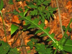 Asteraceae - Cirsium erisithales.JPG