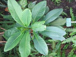 Atractocarpus heterophyllus (Jardin des Plantes de Paris).jpg