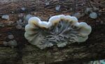 Auricularia mesenterica, Tripe Fungus, UK.JPG