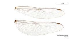 Austroaeschna cooloola female wings (35053140035).jpg