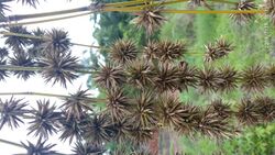 Bamboo seeds bunch 03.jpg