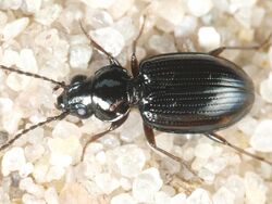 Bembidion lunatum.jpg