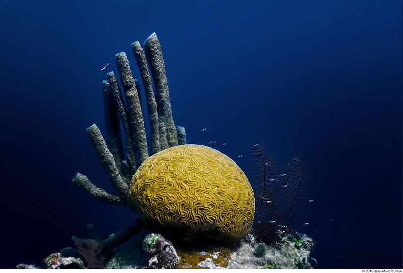File:Brain Coral, Belize.jpg