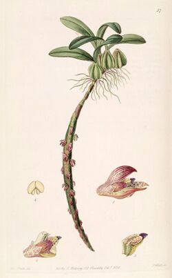 Bulbophyllum bracteolatum - Edwards vol 24 (NS 1) pl 57 (1838).jpg
