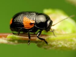 Case-bearing Leaf Beetle - Flickr - treegrow (2).jpg