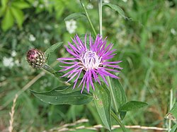 Centaurea 02 bgiu.jpg