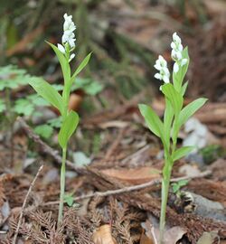 Cephalanthera erecta.JPG