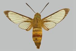 Cephonodes lifuensis BMNHE274340 female up.jpg