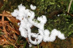 Ceratiomyxa.fruticulosa.jpg