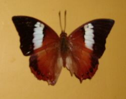 Charaxes Bupalus - Front.JPG