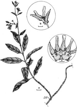 Chlorocyathus monteiroae.jpg