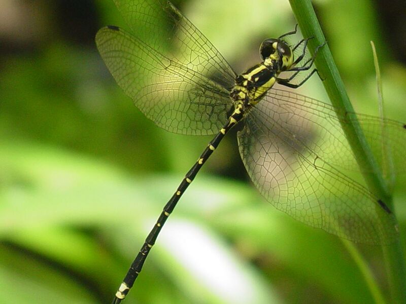 File:Choristhemis flavoterminata Blue Mountains.jpg