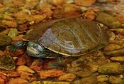 Common Map Turtle (Graptemys geographica) (36510522160).jpg