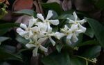 Confederate Jasmine, Star Jasmine (Trachelospermum jasminoides).jpg
