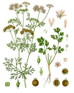 Coriandrum sativum - Köhler–s Medizinal-Pflanzen-193.jpg