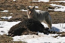 Coyote eating bison YNP.jpg