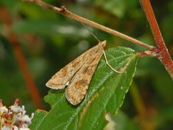 Crambidae - Nomophila noctuella-3.JPG